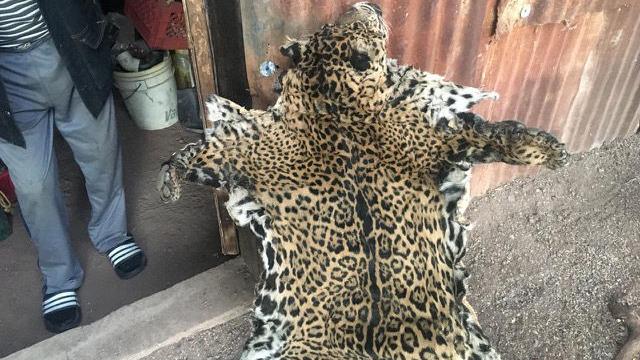 Lion hunter trapped jaguar that was killed, Mexican rancher was told